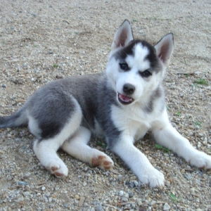 huskiy