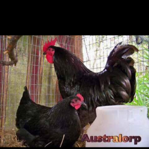 AUSTRALORP satışları