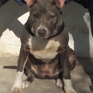 tecili amerkanski pitbull satilir