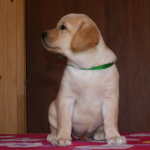 Labrador