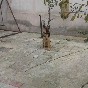 Ovcarka balaları satıram.