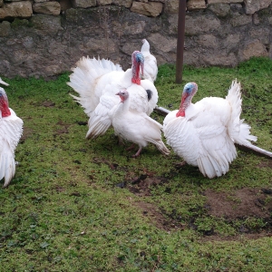 Ağ hinduşka yumurtaları