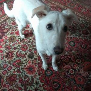 Labrador Retreiver