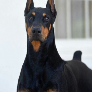 Doberman tecili satili