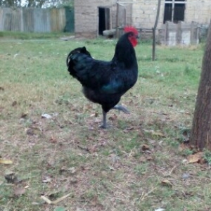 Avstrolop (australorp)