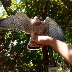 Qızılquş/kestrel/пустельга