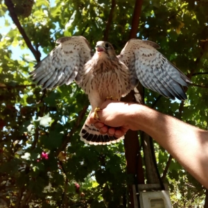 Qızılquş/kestrel/пустельга