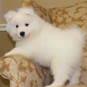 samoyed