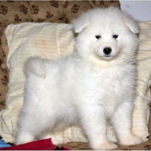 samoyed