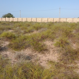 Nardaranda torpag deniz qiragi 86 sotdur