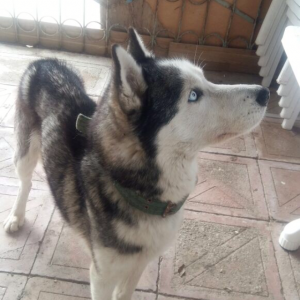 Husky