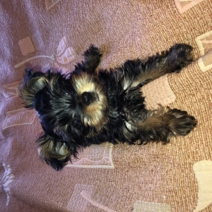 Yorkshire Terrier Mini