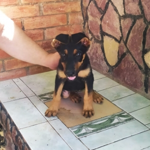 iki aylıq doberman balası satılır