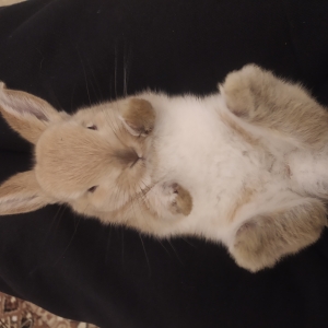 Holland Lop