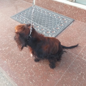 Koker Spaniel