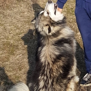 Malamut ve ovçarka cinsinin qarişiği bala