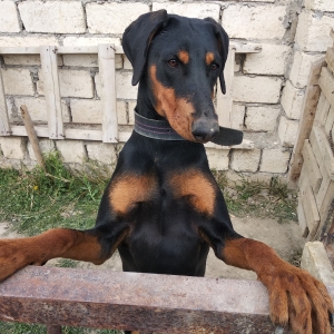 Doberman (13 aylıq dişi) satılır.