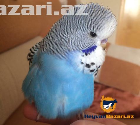 Выставочные попугаи