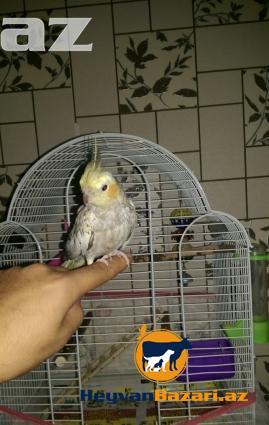 papuqay-tutuquşu KARELLA