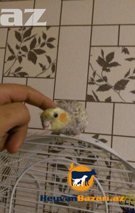 papuqay-tutuquşu KARELLA