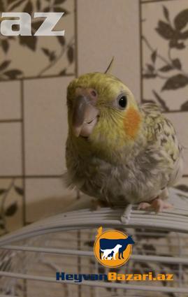 papuqay-tutuquşu KARELLA