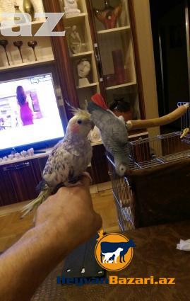 papuqay-tutuquşu KARELLA