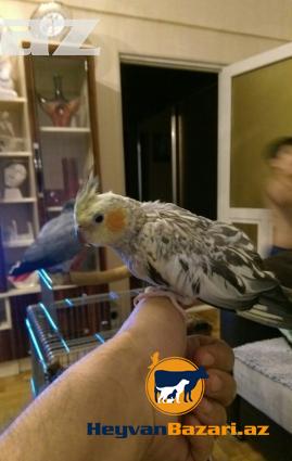 papuqay-tutuquşu KARELLA