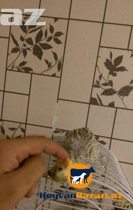 papuqay-tutuquşu KARELLA