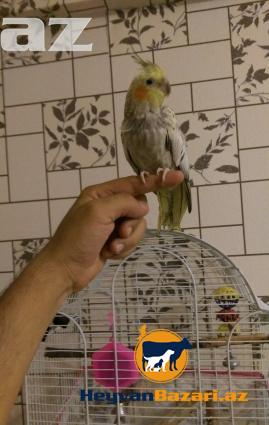 papuqay-tutuquşu KARELLA